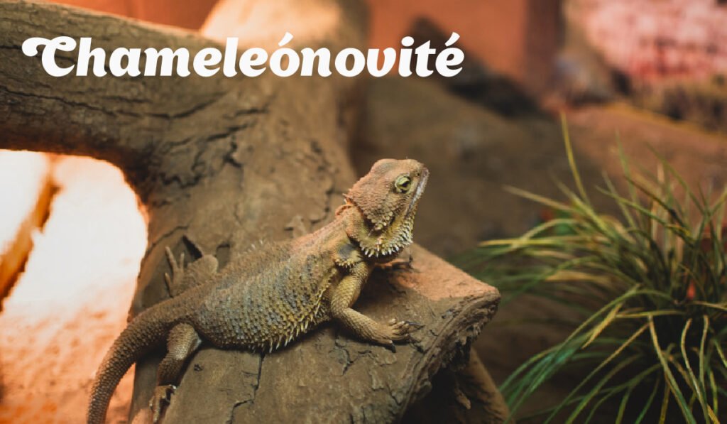 Chameleónovité